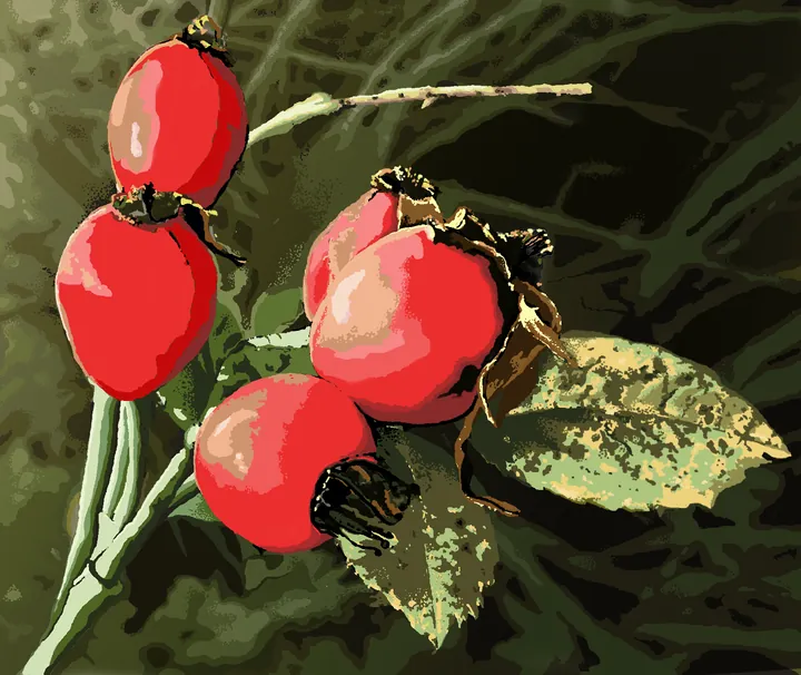 Red rose hips with leaves on a dark green background