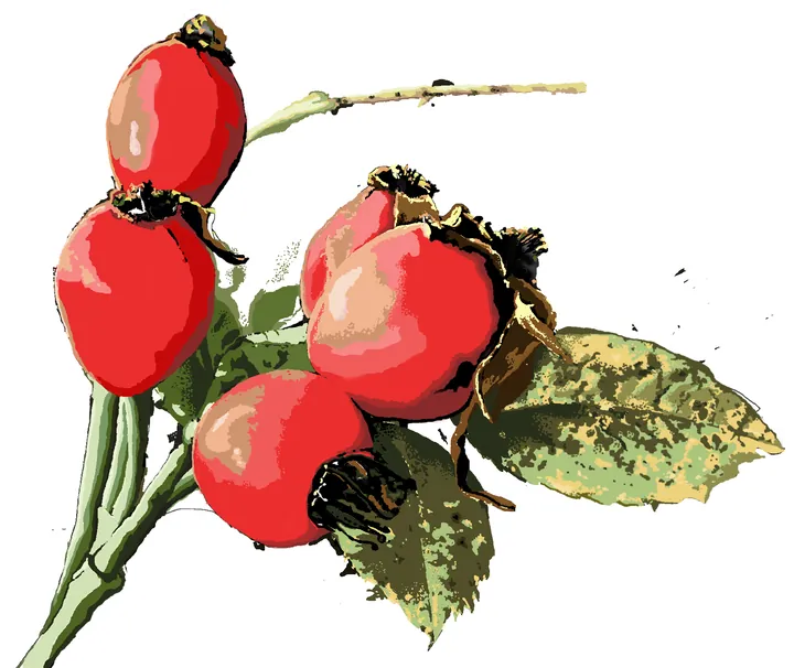 Red rose hips with leaves on white